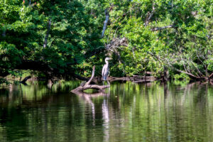 Heron at Turkey Creek