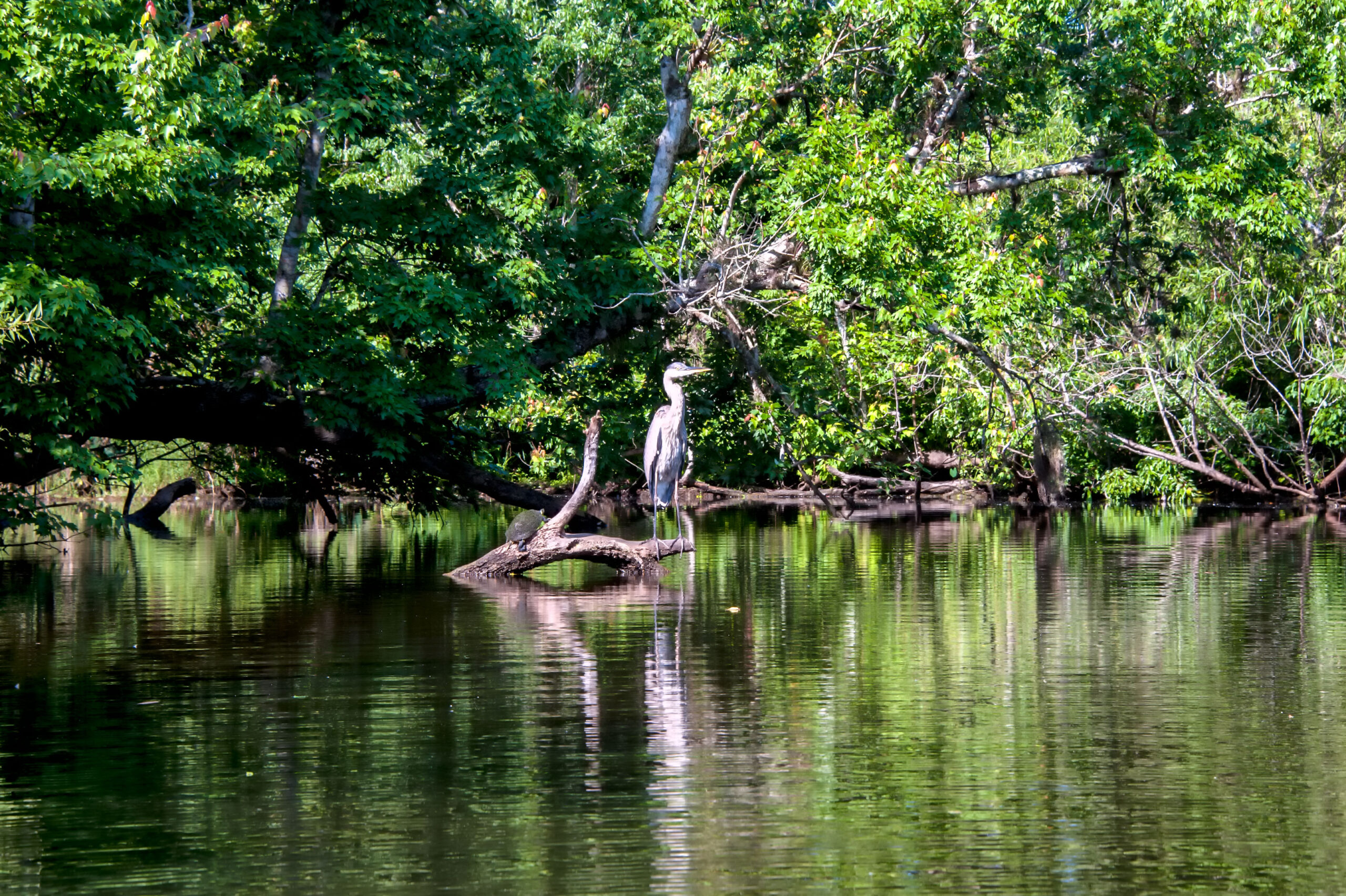 What’s Being Done To Restore The Lagoon