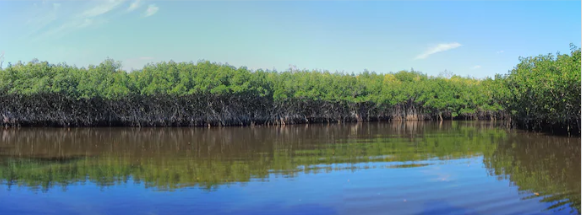 Here’s how to fix Florida’s water crisis