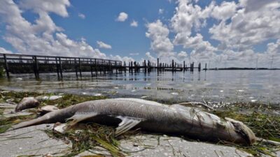 UF Researchers To Study How Algae Blooms Hurt Florida’s Economy