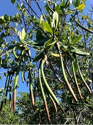 The Power of Propagules: Restoring Coastal Marine Ecosystems