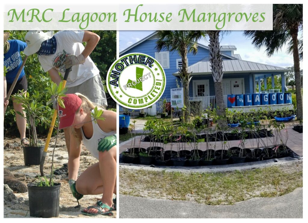 Mangrove plantings to help the lagoon