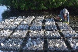 Oyster Reef Restoration Efforts Get Help From Potato Chip Byproduct