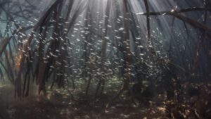 Mangrove Protections Can Provide Conservation Wins