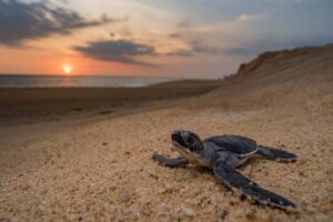 Sea turtle on the beach