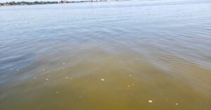 Heat and rain can worsen conditions in the Indian River Lagoon