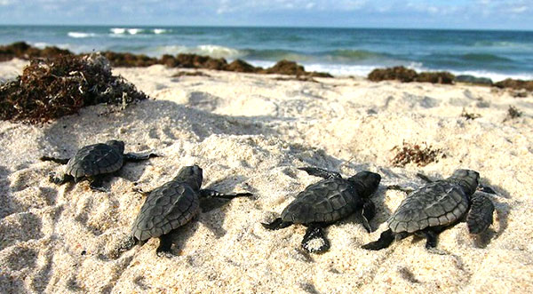 Florida Fish and Wildlife Conservation Commission Offers Tips on Helping Turtle Hatch-lings