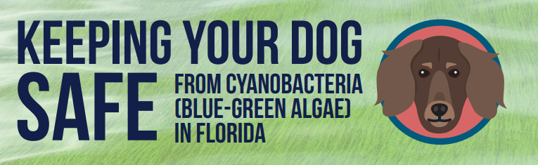 Keeping your dog safe from cyanobacteria (blue-green algae) in Florida