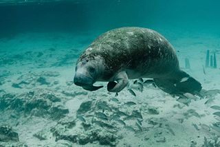 Don’t feed the Starving Manatees