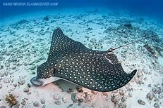 ‘Hearing’ eagle rays yields ecological insights in Indian River Lagoon