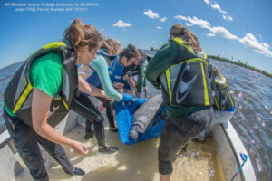 Sea World Manatee Rescue