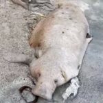 dead manatee in the Indian River Lagoon