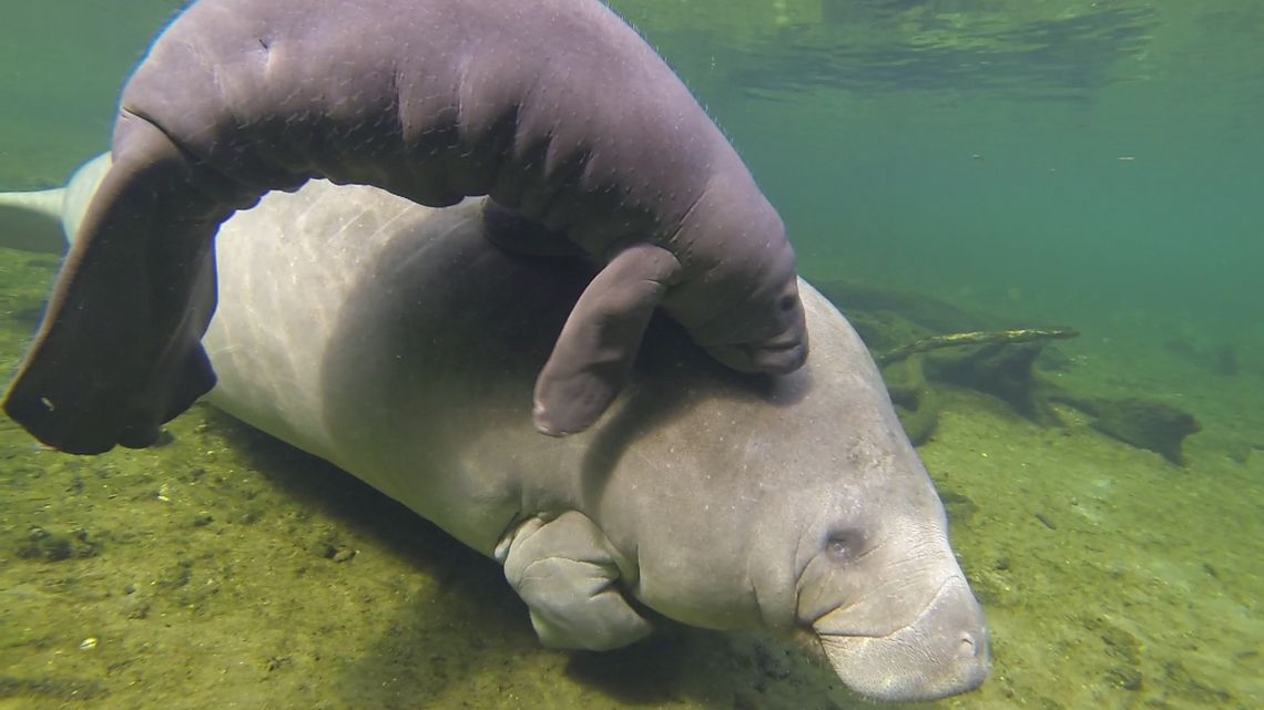 Florida’s Manatees are dying at a staggering rate. What can be done? | Editorial