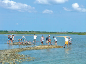 Volunteers, helping preserve the health of the Lagoon