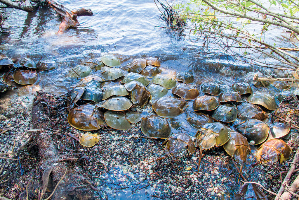 Photo by R Spratt, courtesy of IRLNEP