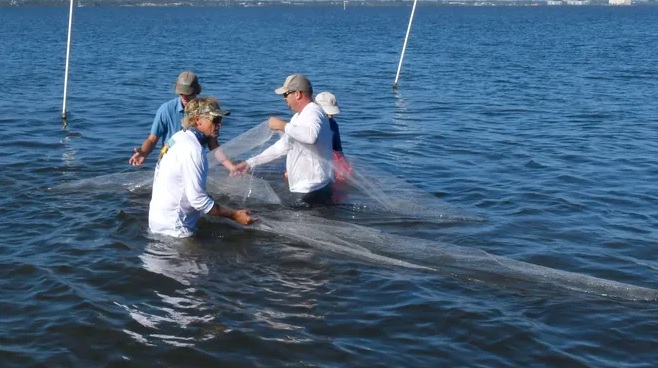 The Indian River Lagoon Clam Restoration Project