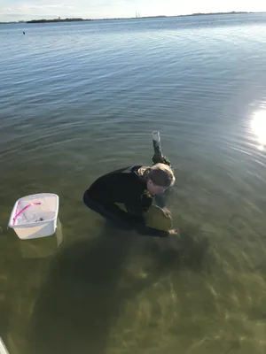 UF searches Indian River lagoon seagrass for ‘forever’ chemicals found in Florida manatees