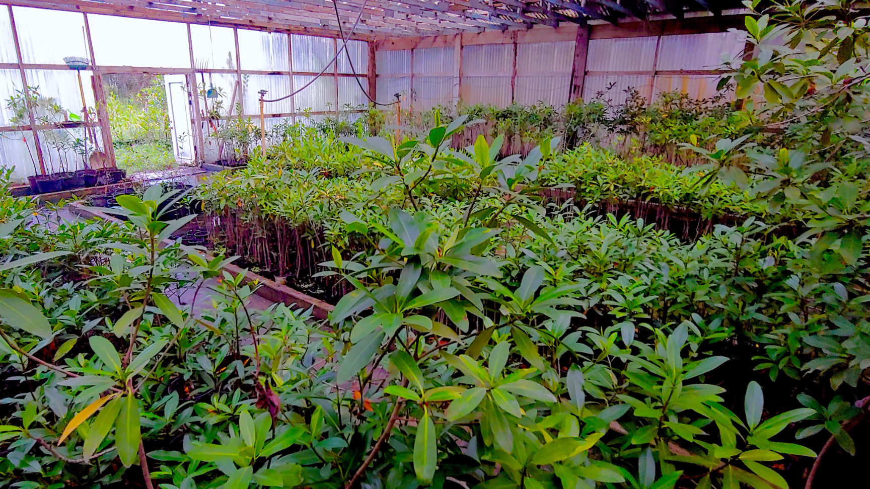 Mangrove nursery