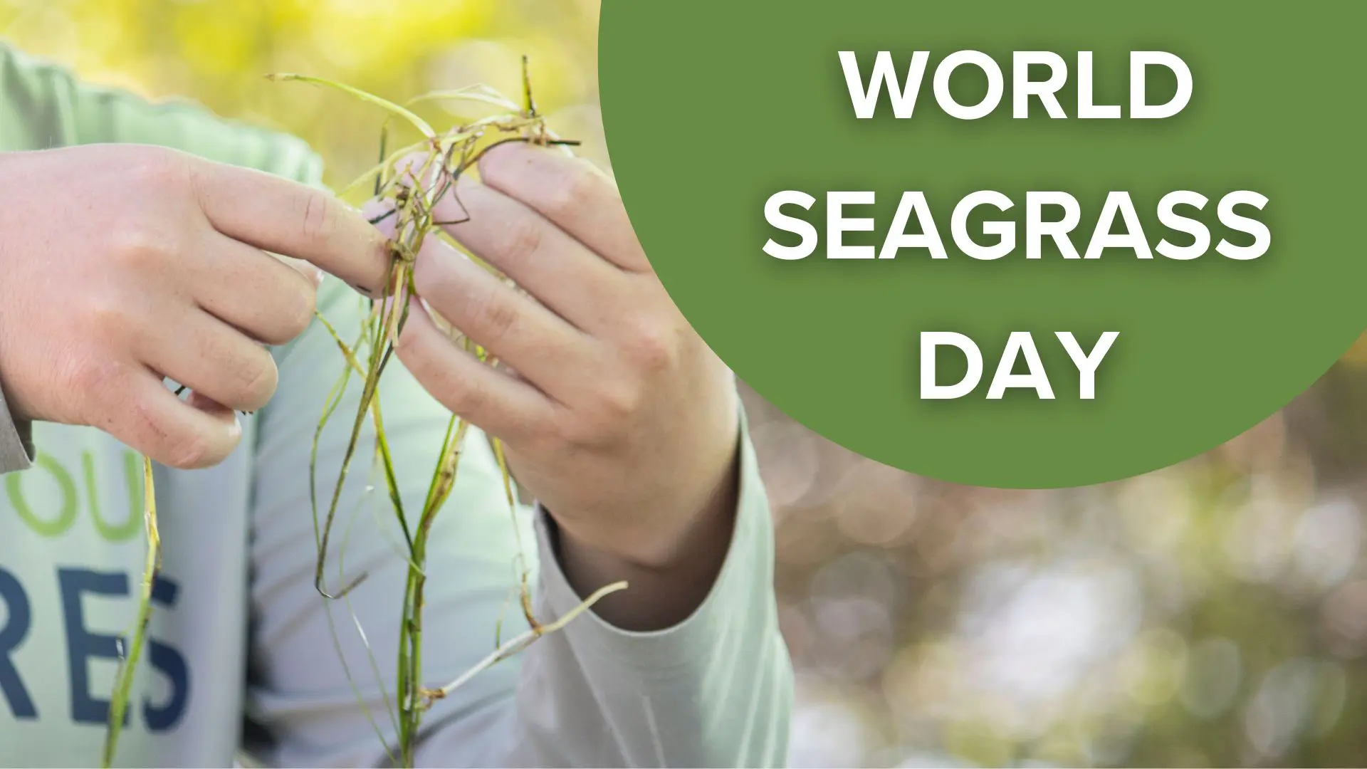 World Seagrass Day