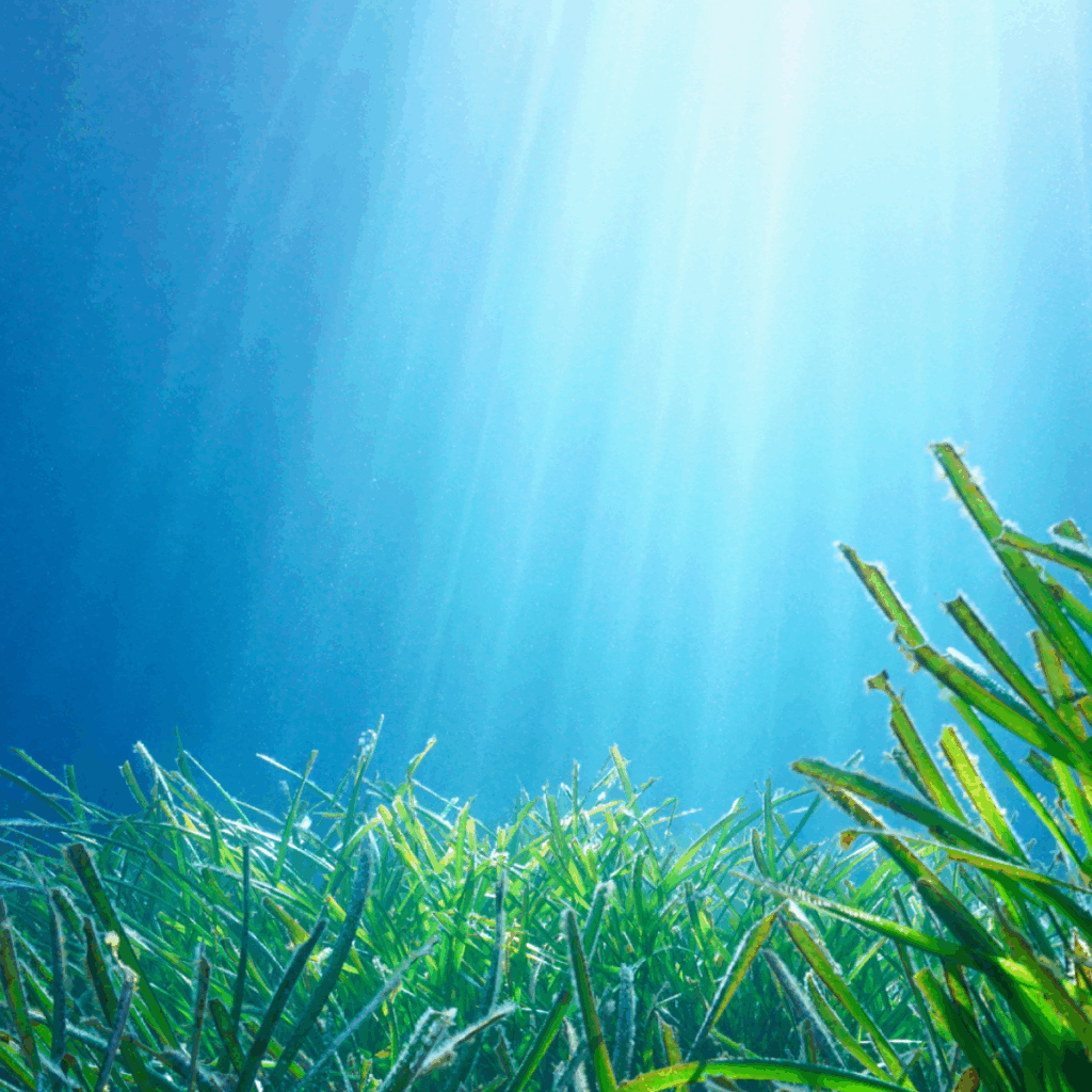 Seagrass
