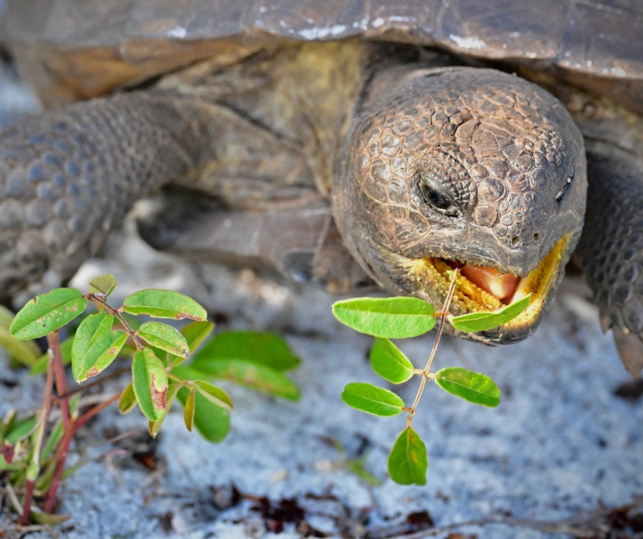 Celebrating National Gopher Tortoise Day