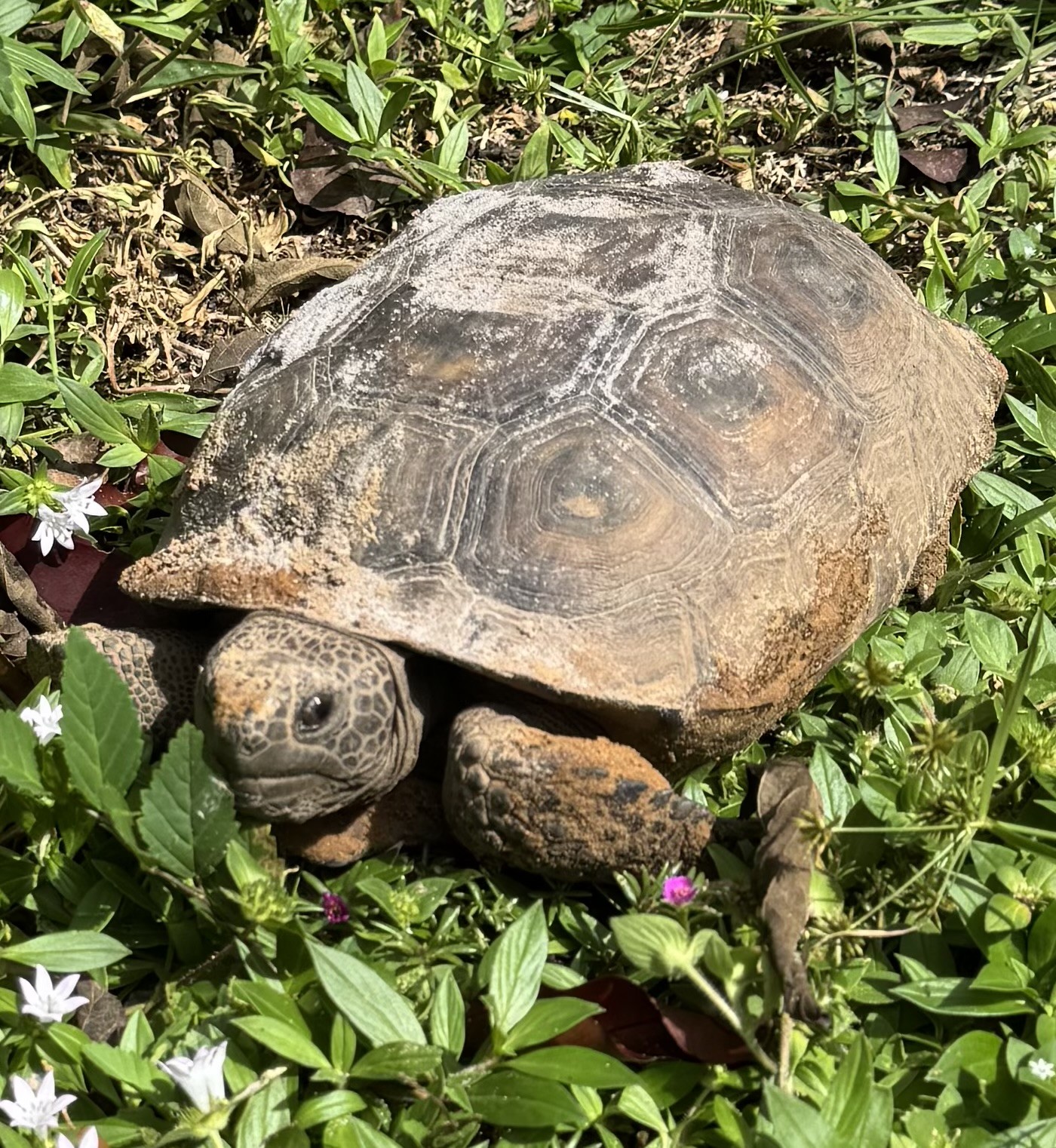 Celebrating National Gopher Tortoise Day > Brevard Indian River Lagoon ...