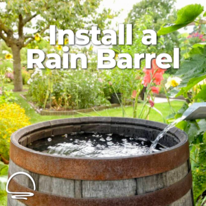 Install a rain barrel