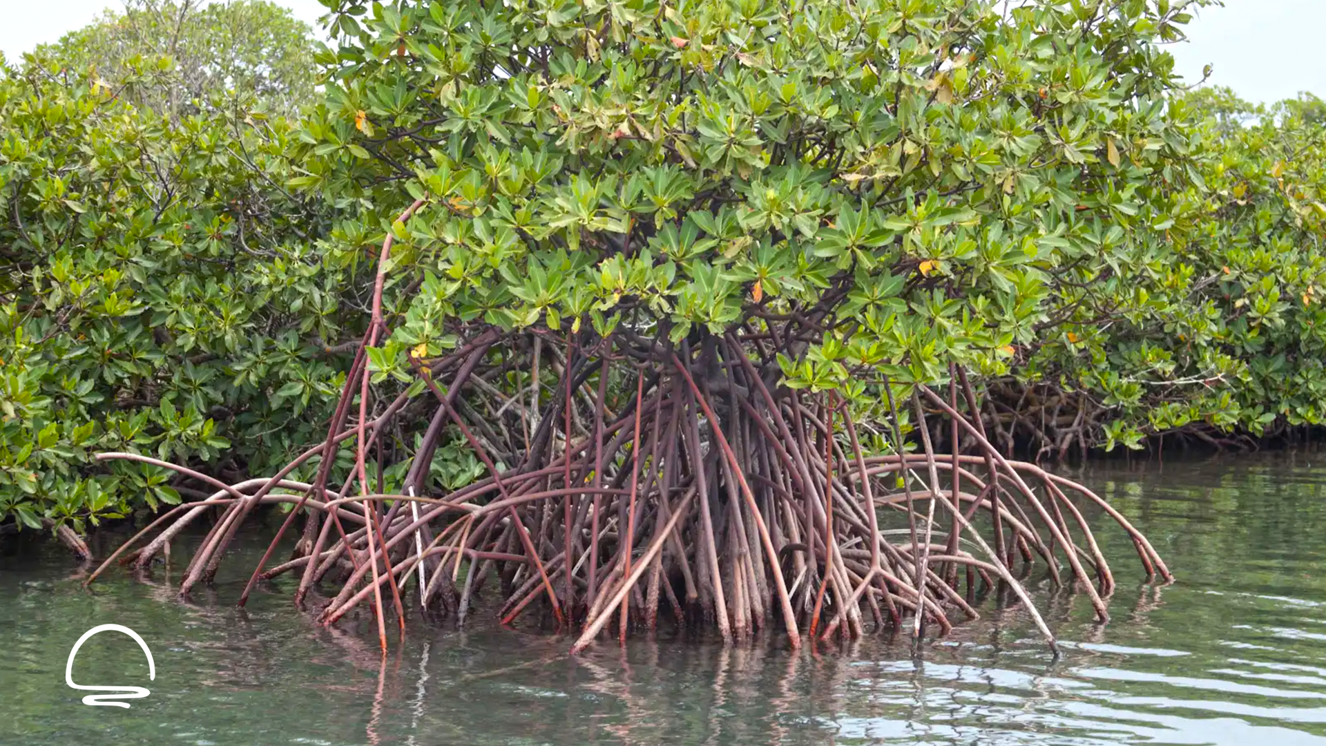 Don’t let Indian River Lagoon restoration stall now