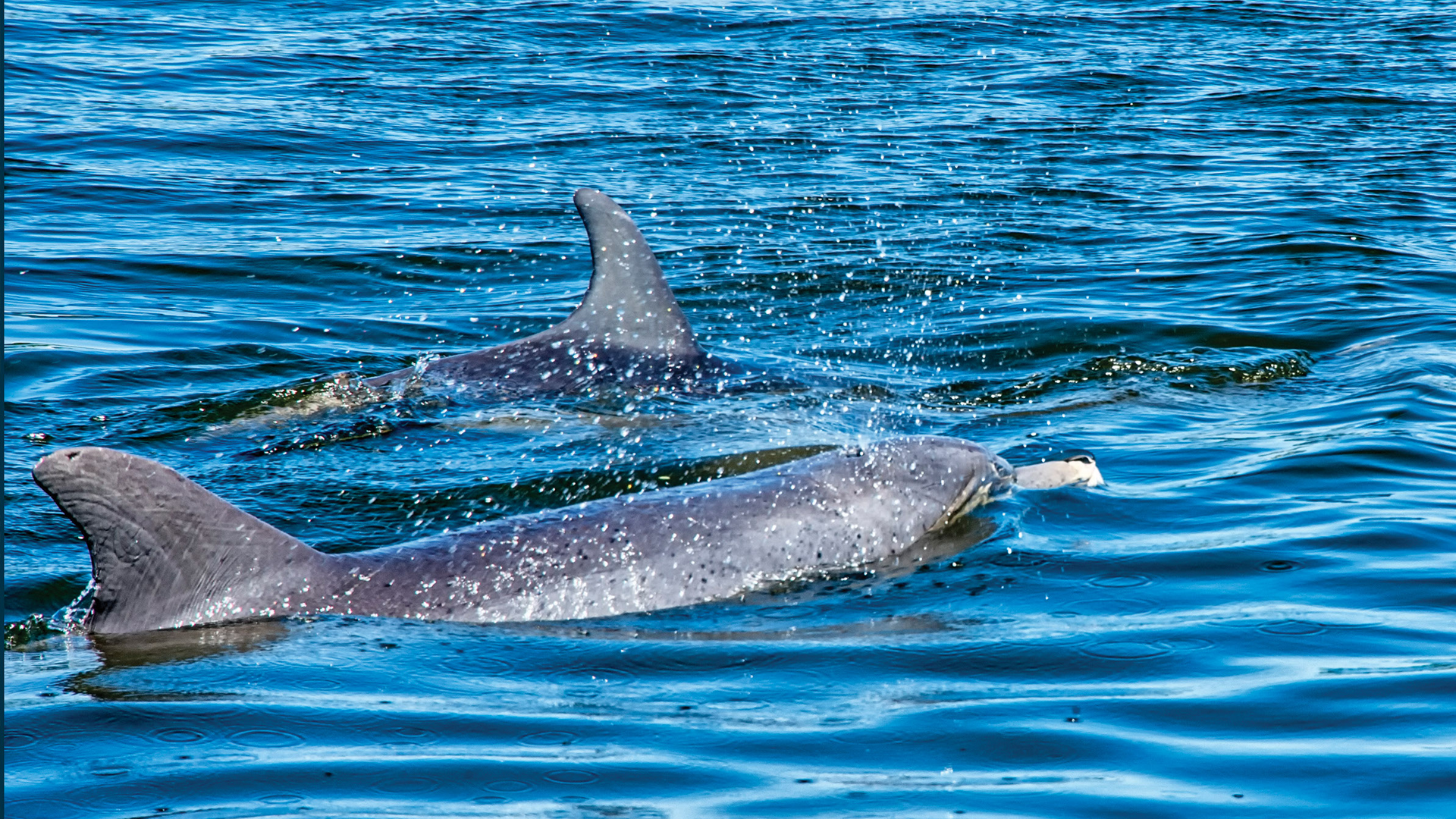 dolphin